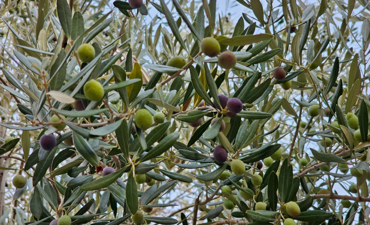 Ege Orman Zeytin